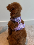 Load image into Gallery viewer, Waterproof Dog Harness Set | Leash & Collar Kit