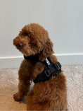 Load image into Gallery viewer, Waterproof Dog Harness Set | Leash & Collar Kit