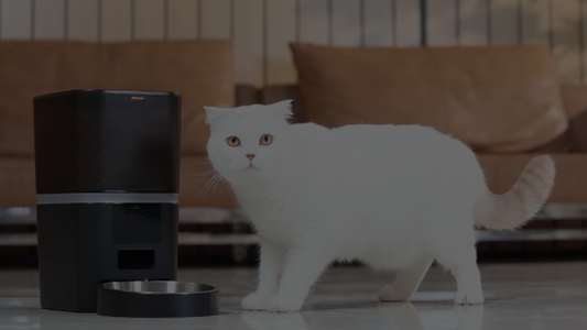Why Smart Pet Feeders Are the Future of Pet Care & Which One Stands Out