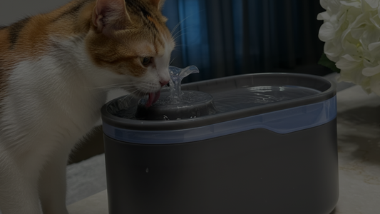 Smart Water Fountain Are the Next Wave in Dog Hydration & Why KIRA’s Stands Apart