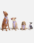 Load image into Gallery viewer, Waterproof Dog Harness Set | Leash & Collar Kit

