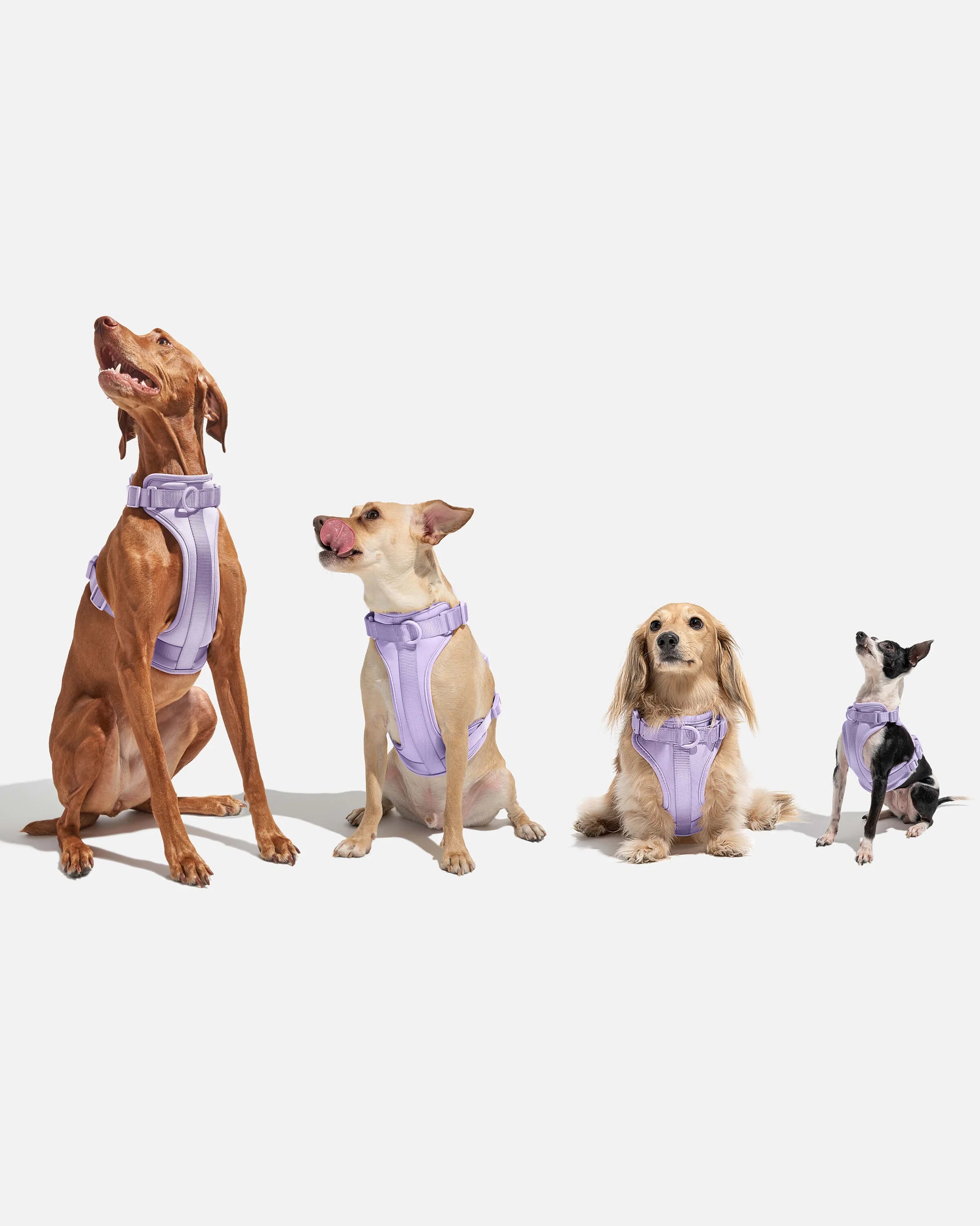 Waterproof Dog Harness Set | Leash & Collar Kit