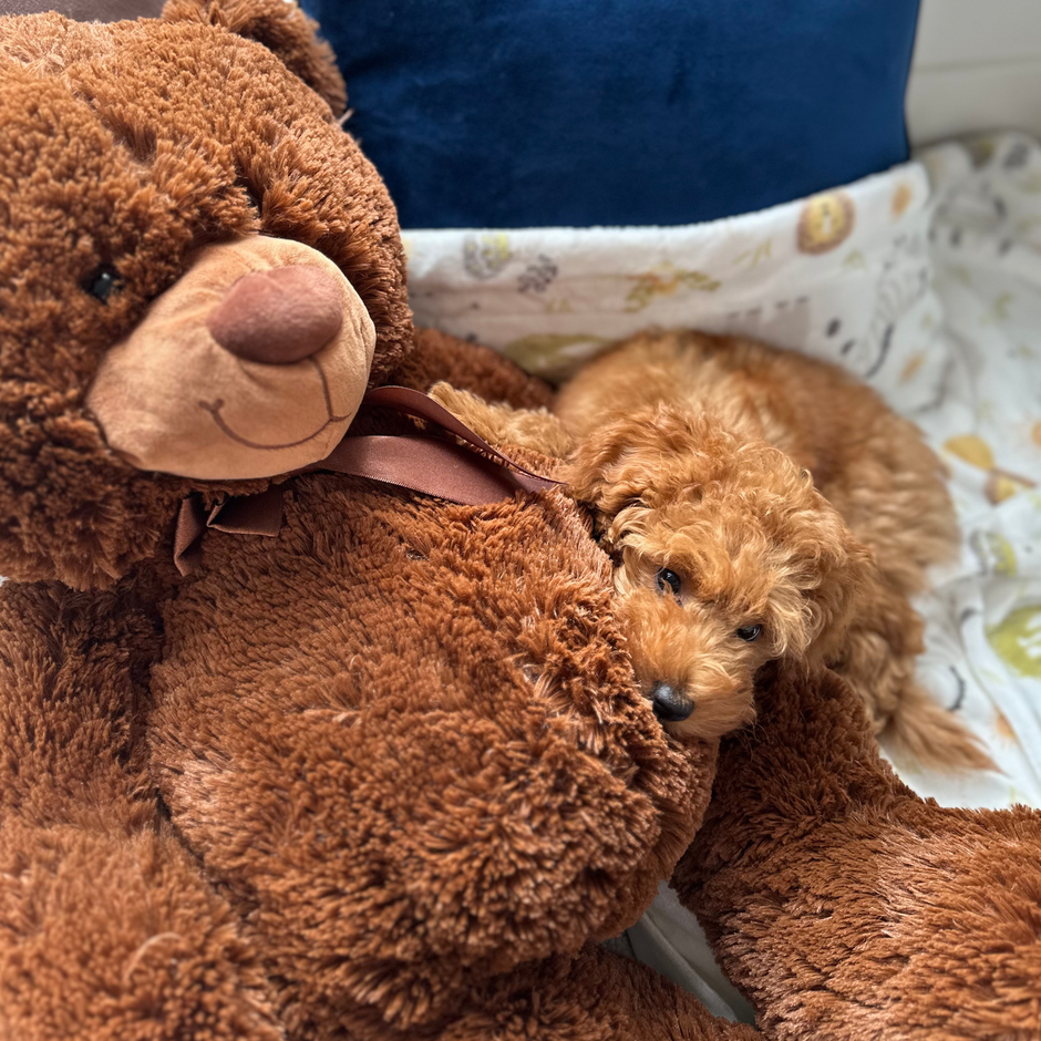 Small brown dog peeking out from behind a large brown teddy bear on a floral blanket.