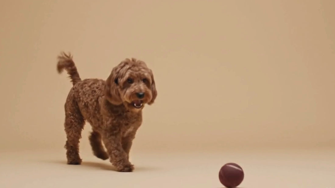 Video of a small brown dog playing with KIRA smart pet toys, drinking from an automatic water fountain, and eating from a modern feeder.